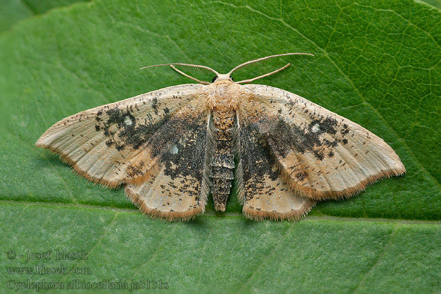 Cyclophora albiocellaria Očkovec babykový Piadica javorinová