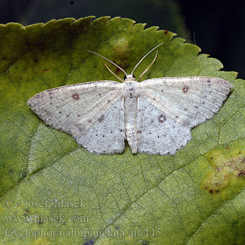 Koivuvyömittari Berkenoogspanner Пяденица цветочная белоточечная Cyclophora albipunctata Birch Mocha Očkovec olšový Świerzbik białokropek Piadica jelšová Weißer Ringelfleckspanner Björkgördelmätare Bjorkelauvmaler