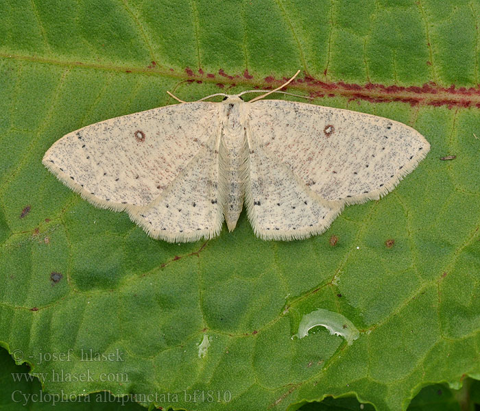 Cyclophora albipunctata Birch Mocha Očkovec olšový