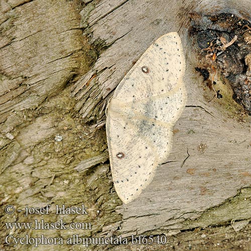 Пяденица цветочная белоточечная Cyclophora albipunctata Birch Mocha Očkovec olšový Świerzbik białokropek Piadica jelšová Weißer Ringelfleckspanner Björkgördelmätare Bjorkelauvmaler Koivuvyömittari Berkenoogspanner