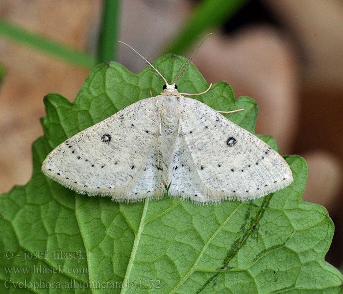 Cyclophora albipunctata Świerzbik białokropek Piadica jelšová