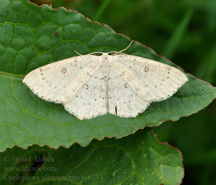 Cyclophora albipunctata Weißer Ringelfleckspanner