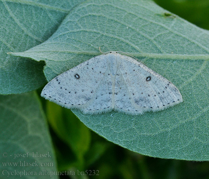 Cyclophora albipunctata Björkgördelmätare Bjorkelauvmaler