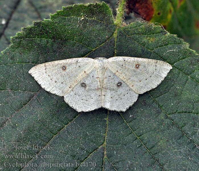 Cyclophora albipunctata Birch Mocha