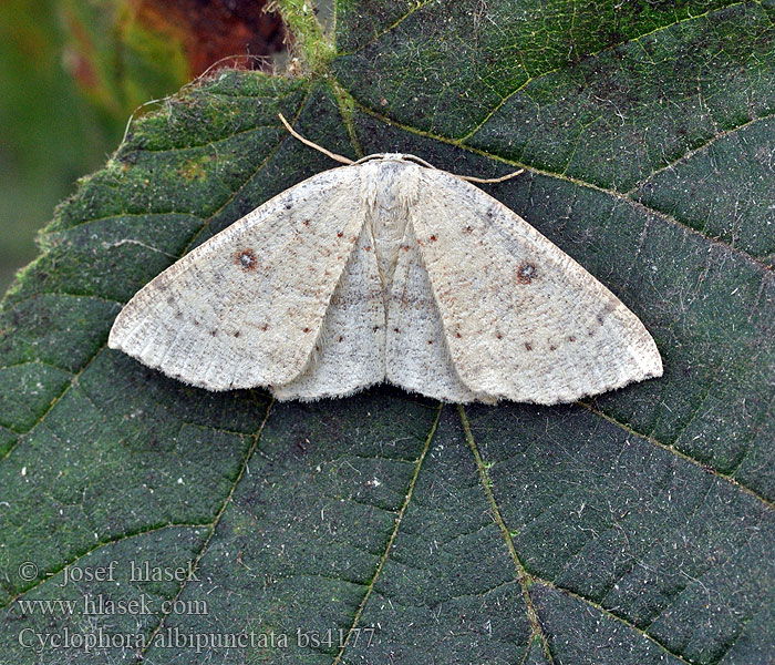 Cyclophora albipunctata Očkovec olšový