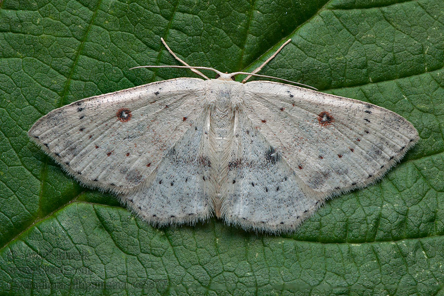 Birch Mocha Cyclophora albipunctata