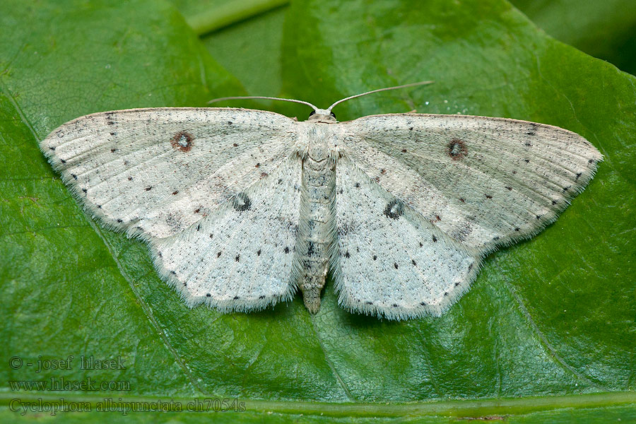 Očkovec olšový Cyclophora albipunctata