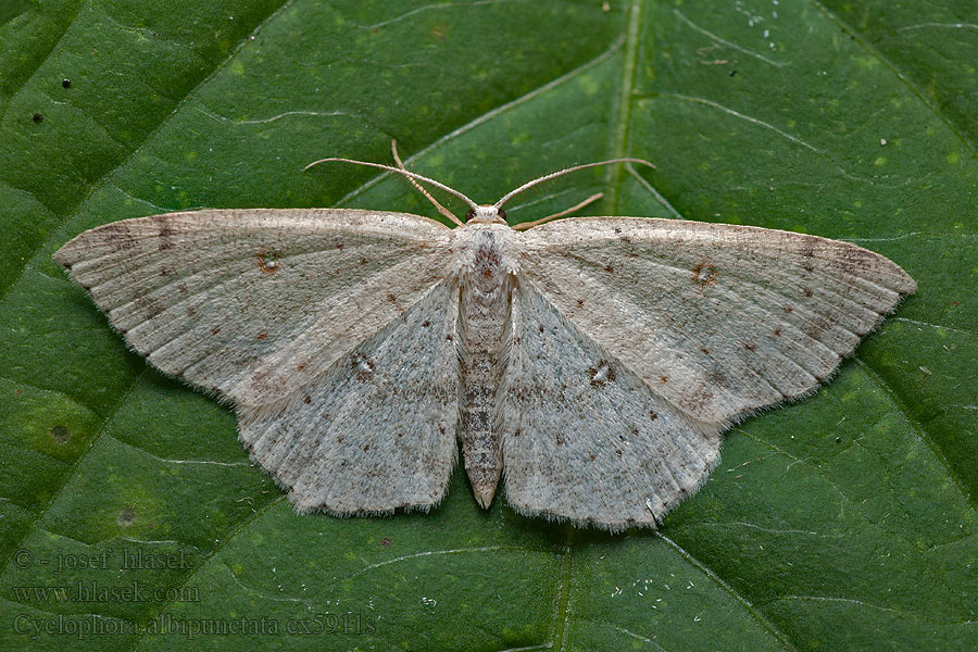 Cyclophora albipunctata