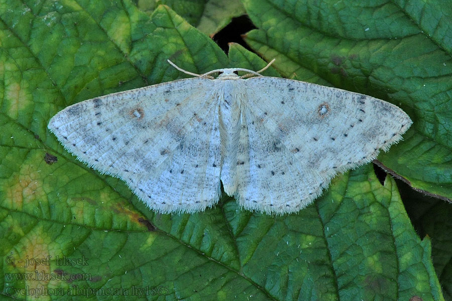 Očkovec olšový Cyclophora albipunctata