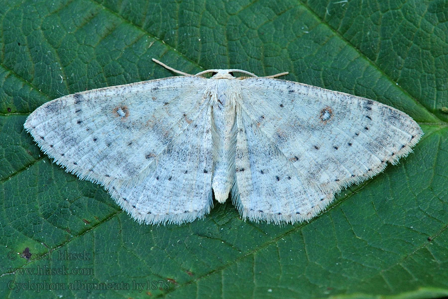 Świerzbik białokropek Cyclophora albipunctata