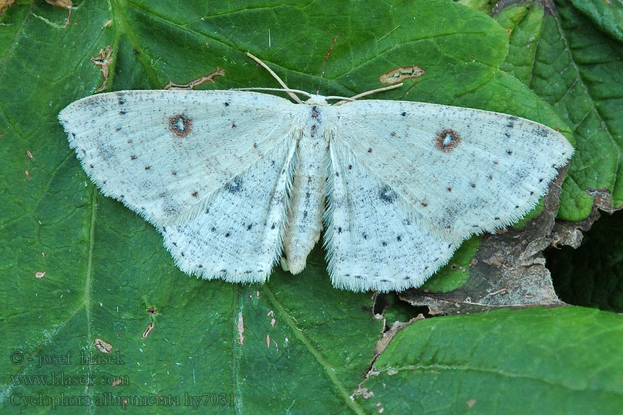 Piadica jelšová Cyclophora albipunctata