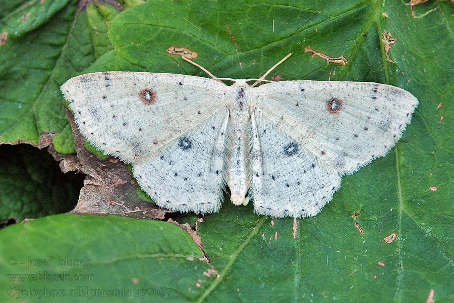 Weißer Ringelfleckspanner Cyclophora albipunctata