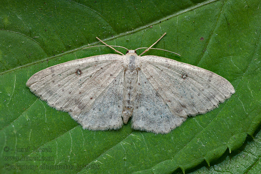 Cyclophora albipunctata Birch Mocha Očkovec olšový