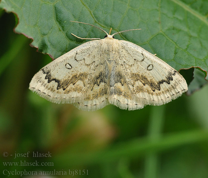 Cyclophora annulata Očkovec javorový Пяденица кленовая Naurringmåler