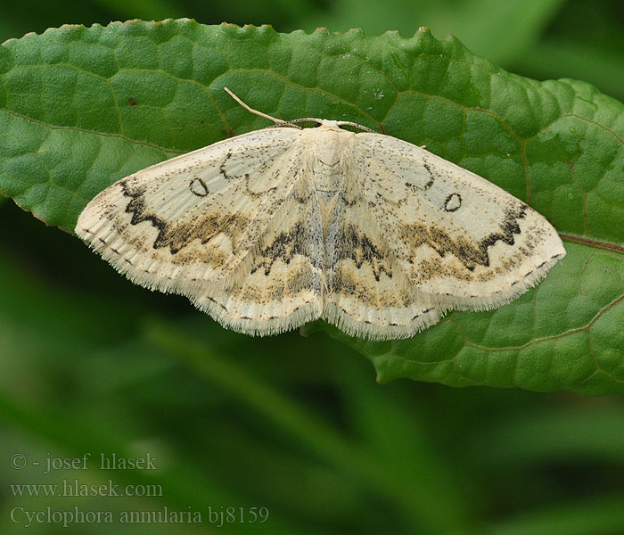 Cyclophora annulata Phalaena annularia Mocha Ahorn-Gürtelpuppenspanner