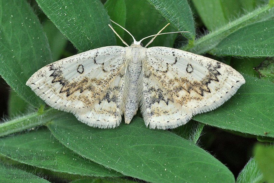 Ahorn-Gürtelpuppenspanner Cyclophora annulata