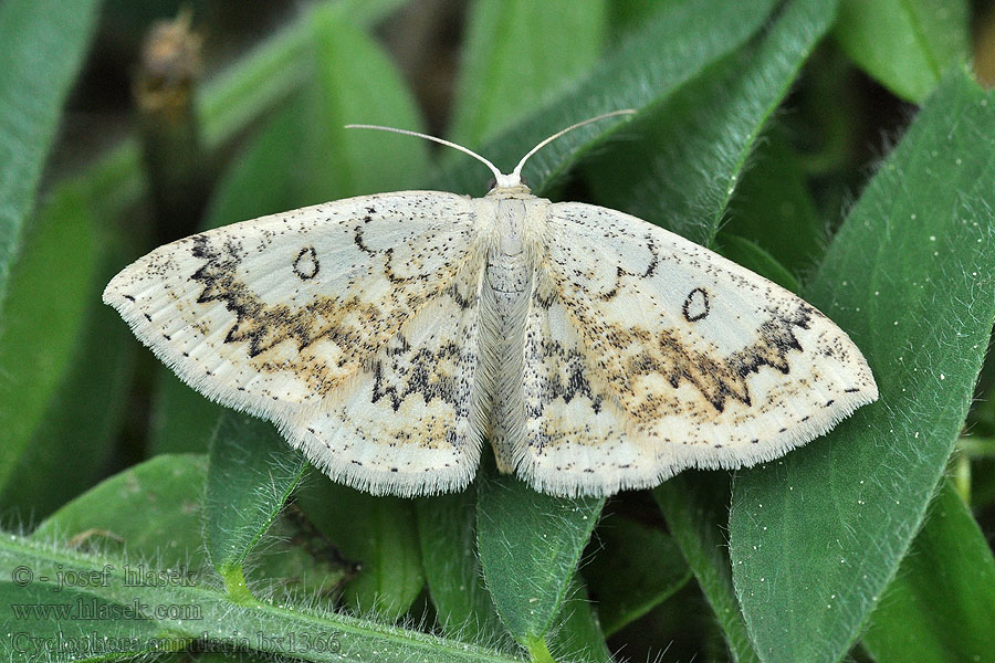 Očkovec javorový Cyclophora annulata