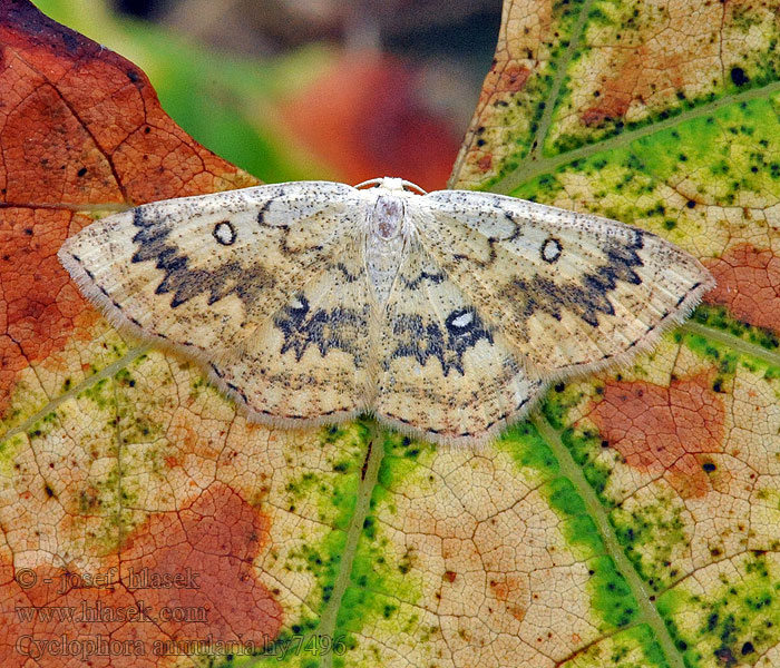 Cyclophora annulata annularia Vaahteravyömittari Ephyre omicron