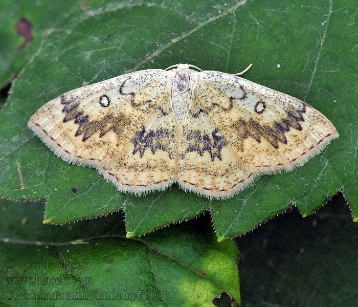 Cyclophora annulata Gyűrűs pettyesaraszoló Świerzbik pierścieniak