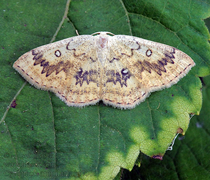 Cyclophora annulata Nekspindertje Piadica javorová Lönngördelmätare