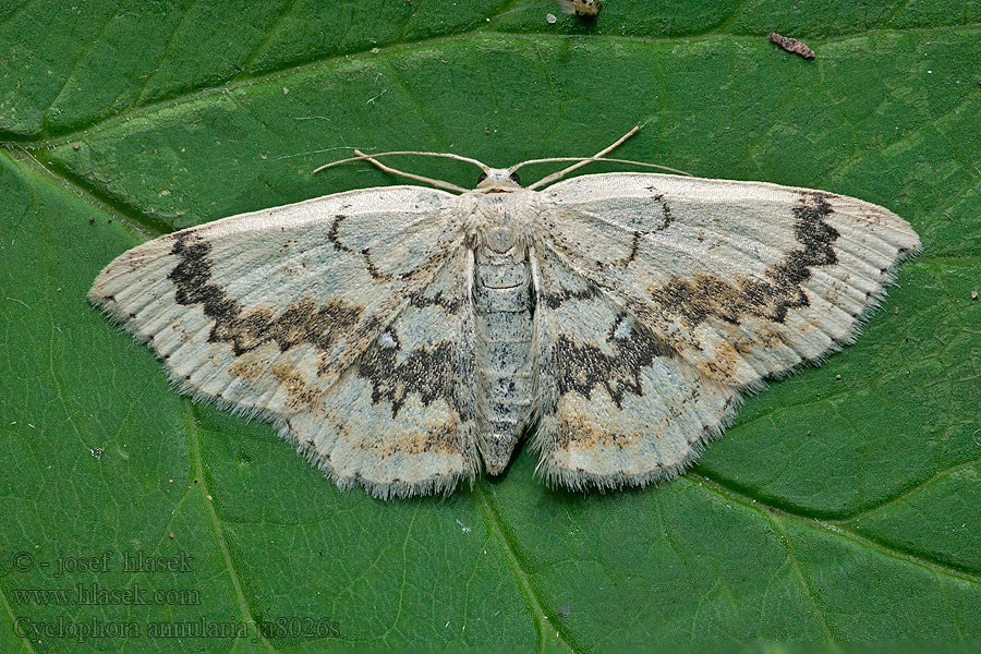 Vaahteravyömittari Ephyre omicron Cyclophora annulata