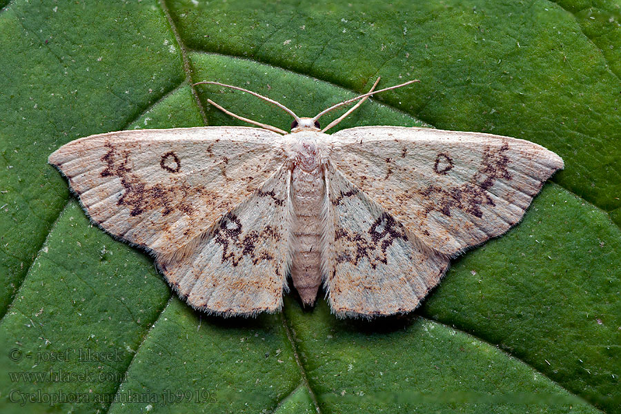 Пяденица кленовая Naurringmåler Cyclophora annulata