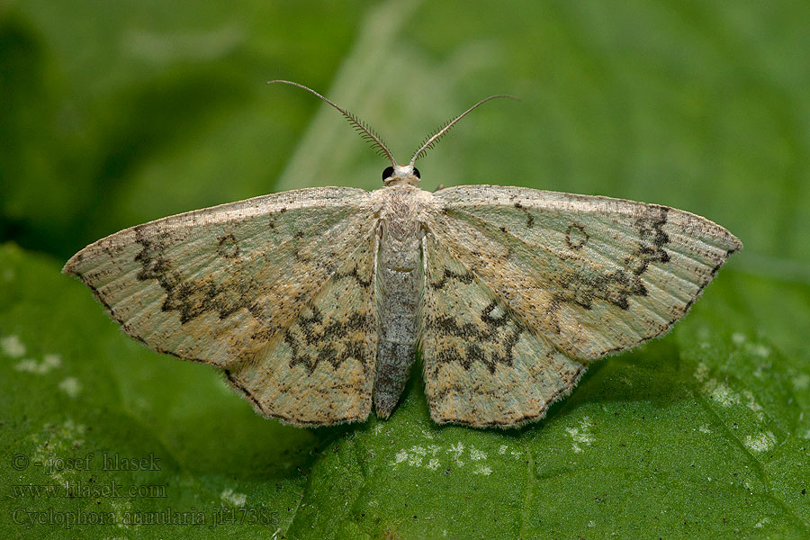 Očkovec javorový Cyclophora annulata