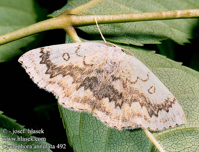 Cyclophora annularia Naurringmåler Vaahteravyömittari