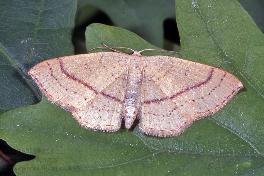 Cyclophora linearia Očkovec bukový Rotbuchen-Gürtelpuppenspanner