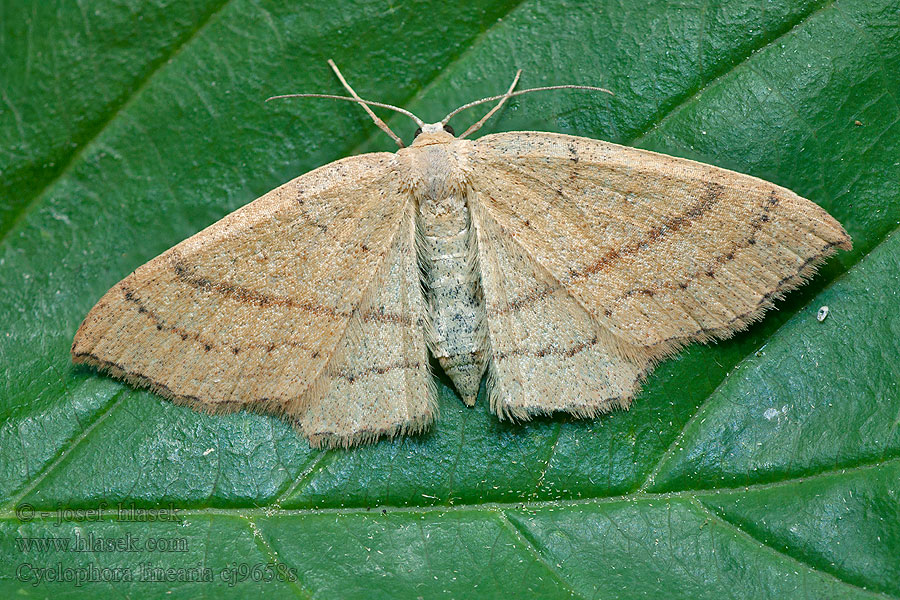 Rotbuchen-Gürtelpuppenspanner Cyclophora linearia