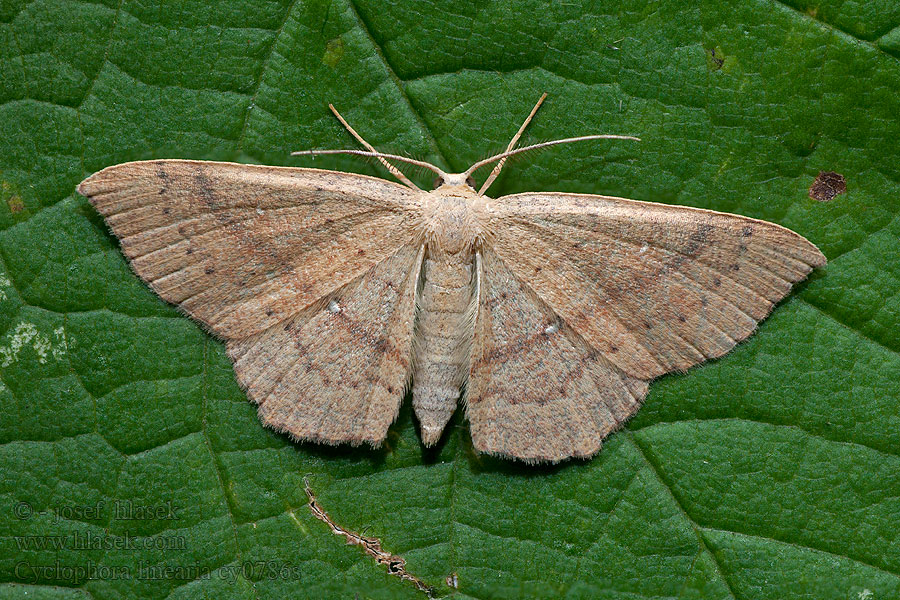 Bokgördelmätare Bøkelauvmåle Bøge-bæltemåler Cyclophora linearia