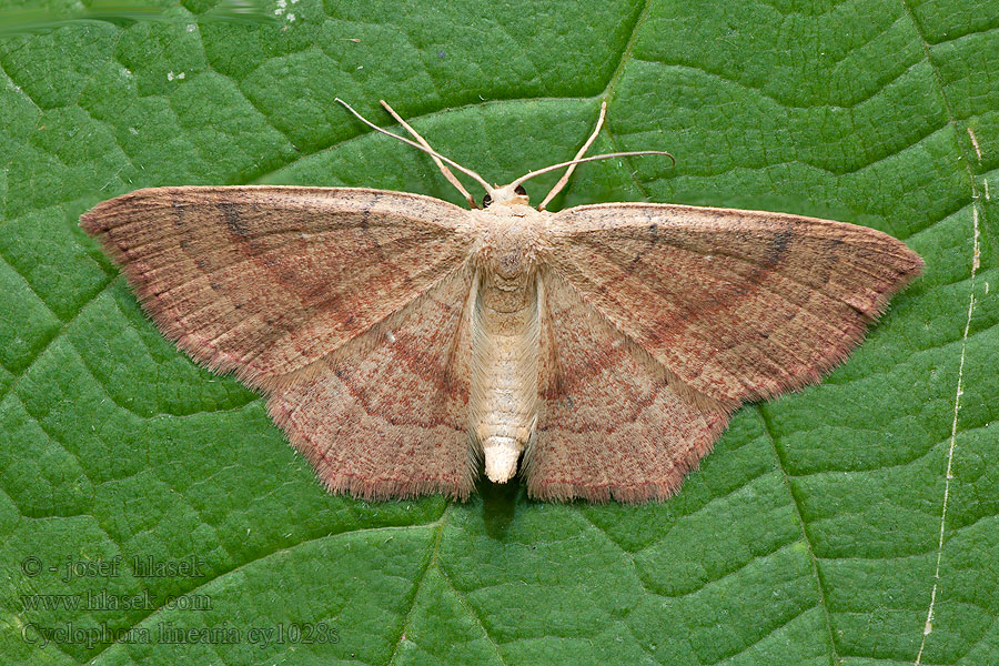 Piadica buková Gele oogspanner Kolmivyömittari Cyclophora linearia