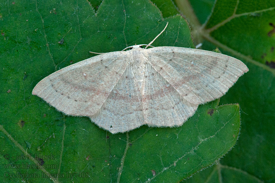 Očkovec bukový Cyclophora linearia