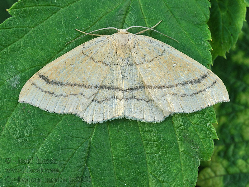 Očkovec bukový Cyclophora linearia