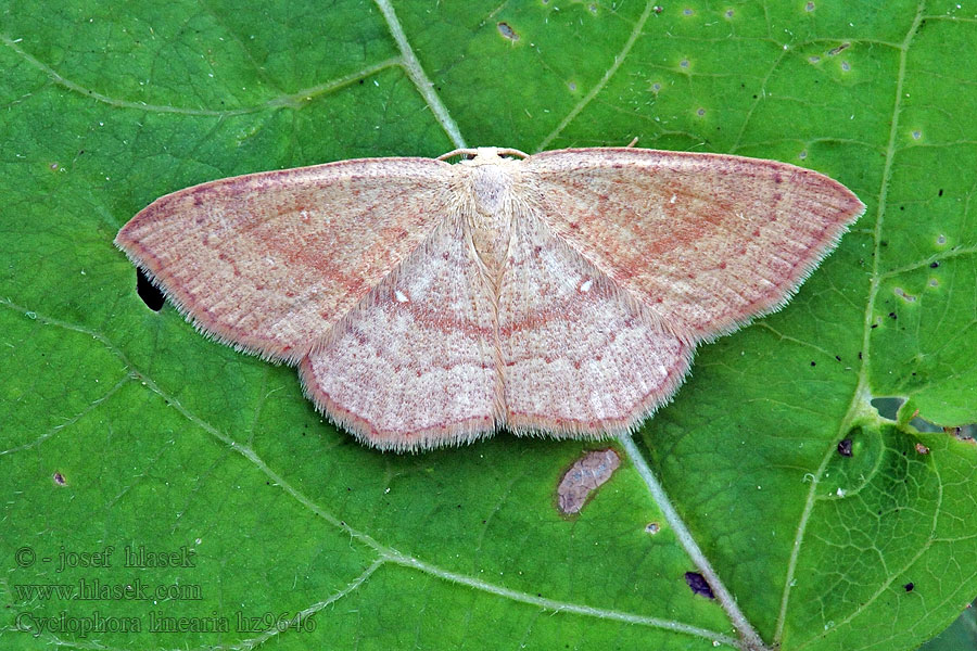 Пяденица кольчатая полосатая Cyclophora linearia