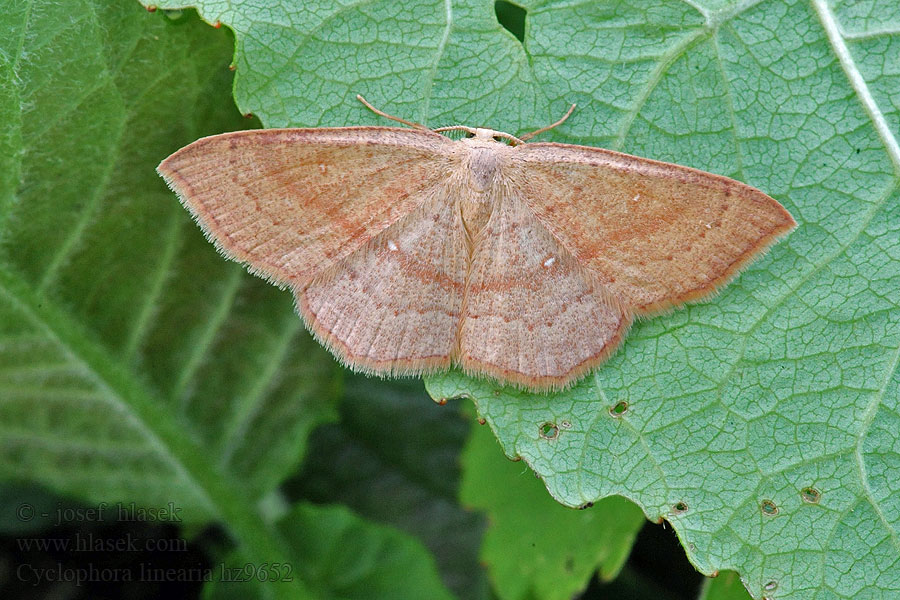 Clay Triple-lines Ephyre trilignée Cyclophora linearia