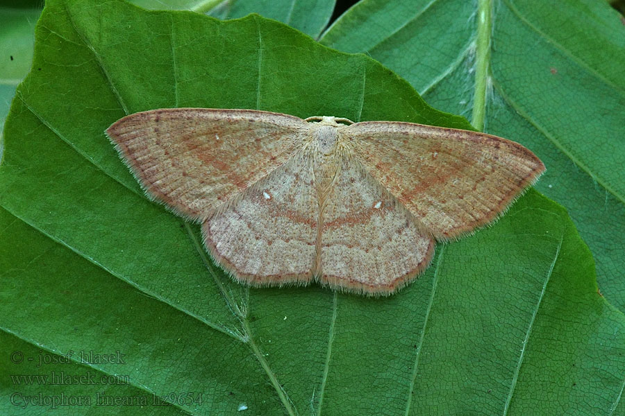 Očkovec bukový Rotbuchen-Gürtelpuppenspanner Cyclophora linearia