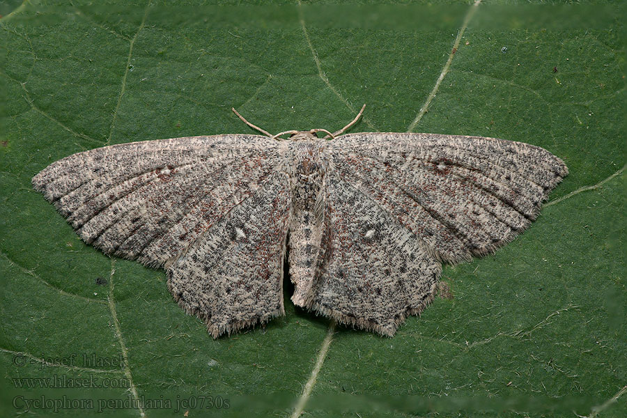 Cyclophora pendularia Očkovec tmavý Ephyre orbiculaire Пяденица кольчатая