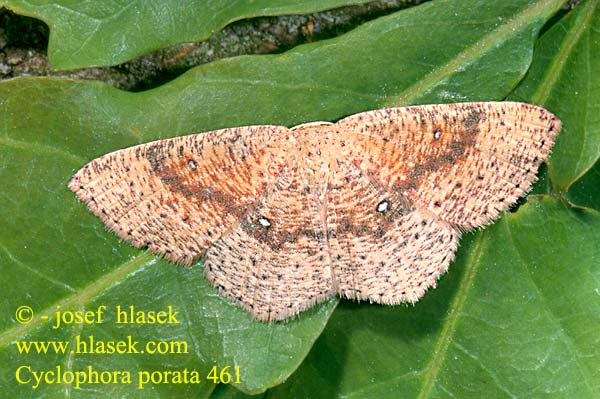 Cyclophora porata