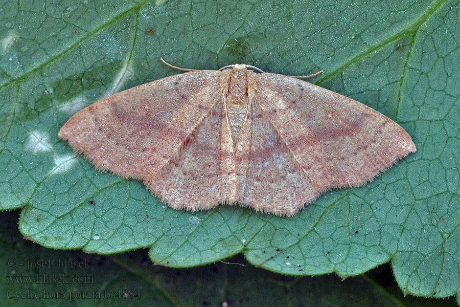 Cyclophora porata False Mocha Eichenbusch-Ringelfleckspanner Očkovec březový