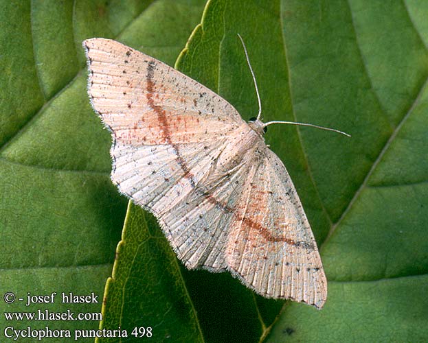 Cyclophora punctaria Maiden's Blush Grauroter Gürtelpuppenspanner Očkovec dubový 