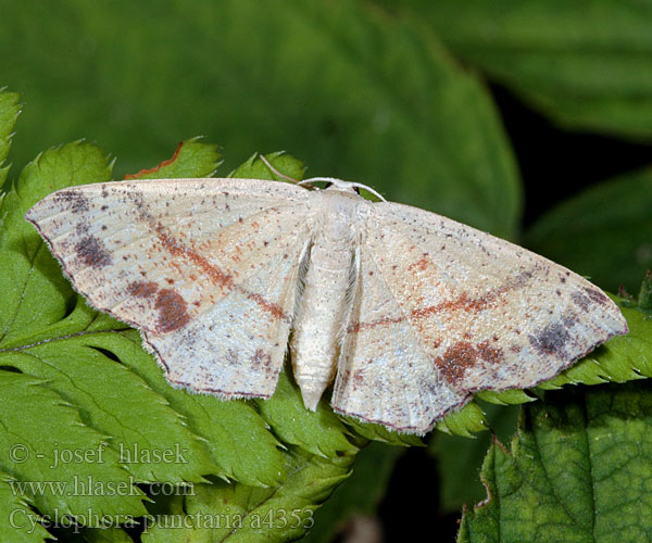 Świerzbik nakropek Sávos pettyesaraszoló Piadica dubová Пяденица кольчатая точечная Cyclophora punctaria Maiden's Blush Grauroter Gürtelpuppenspanner Očkovec dubový Tammivyömittari Stor eikelauvmaler Ekgördelmätare Gestippelde oogspanner Ephyre ponctuée