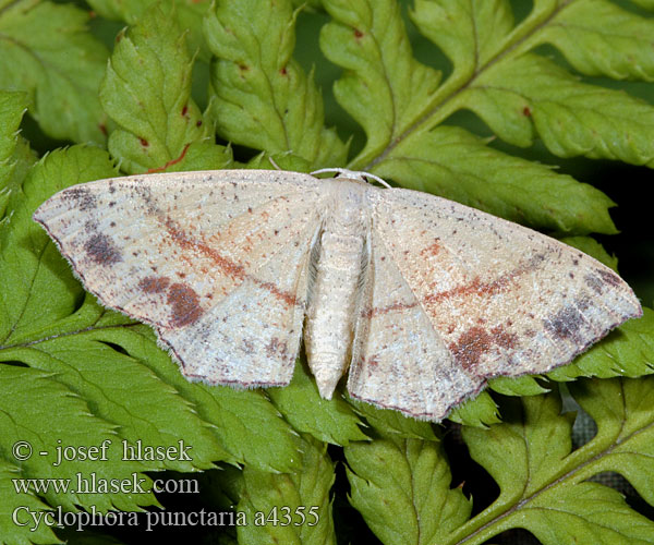 Пяденица кольчатая точечная Cyclophora punctaria Maiden's Blush Grauroter Gürtelpuppenspanner Očkovec dubový Tammivyömittari Stor eikelauvmaler Ekgördelmätare Gestippelde oogspanner Ephyre ponctuée Świerzbik nakropek Sávos pettyesaraszoló Piadica dubová