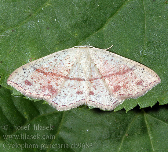 Ephyre ponctuée Świerzbik nakropek Sávos pettyesaraszoló Piadica dubová Пяденица кольчатая точечная Cyclophora punctaria Maiden's Blush Grauroter Gürtelpuppenspanner Očkovec dubový Tammivyömittari Stor eikelauvmaler Ekgördelmätare Gestippelde oogspanner