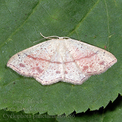 Sávos pettyesaraszoló Piadica dubová Пяденица кольчатая точечная Cyclophora punctaria Maiden's Blush Grauroter Gürtelpuppenspanner Očkovec dubový Tammivyömittari Stor eikelauvmaler Ekgördelmätare Gestippelde oogspanner Ephyre ponctuée Świerzbik nakropek