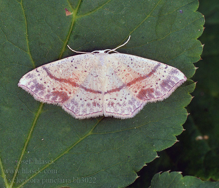 Cyclophora punctaria Maiden's Blush Grauroter Očkovec dubový