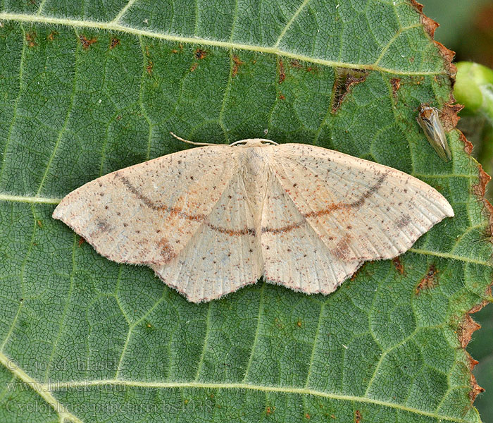 Cyclophora punctaria Maiden's Blush