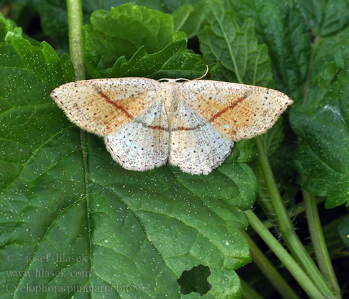 Cyclophora punctaria Očkovec dubový