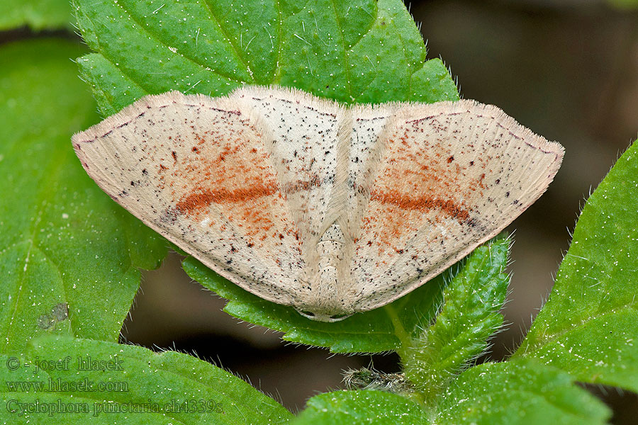 Očkovec dubový Cyclophora punctaria