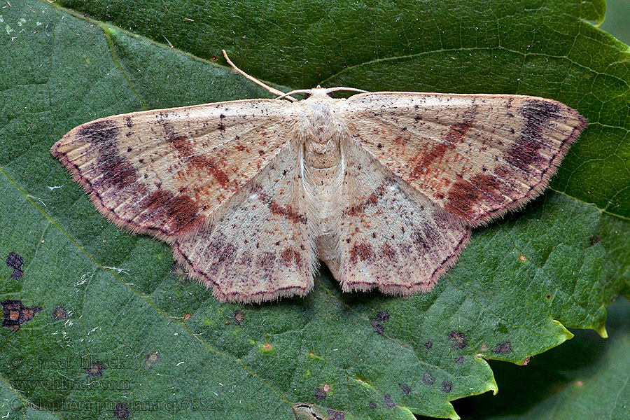 Maiden's Blush Grauroter Gürtelpuppenspanner Cyclophora punctaria